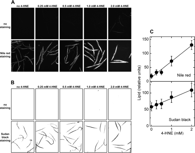 Effects of direct treatment with 4‑HNE on lipid accumulation in C. elegans