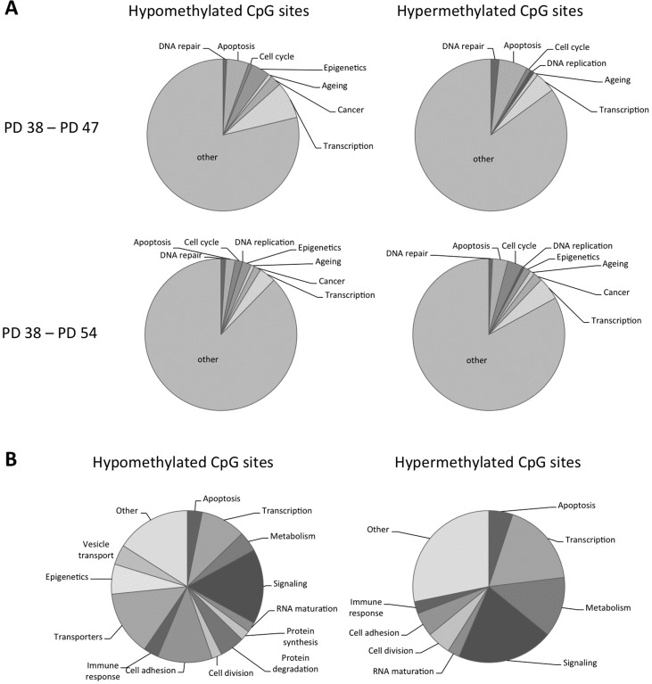 Functional classification of the genes affected by differential DNA methylation