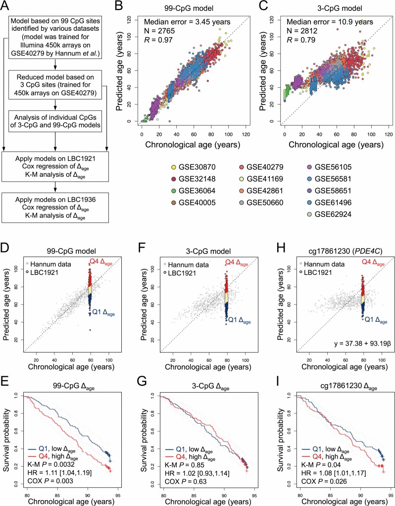 Epigenetic age-predictions correlate with mortality