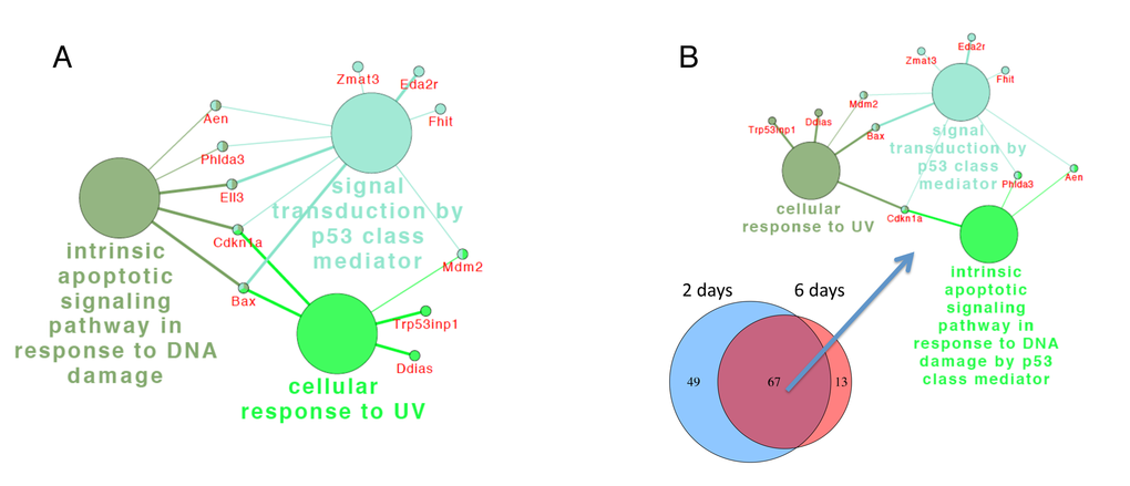 ClueGo network analysis of differentially expressed genes reveal sustained activation of p53-related pathways. Annotation module network generated as in Fig. 4 for differentially expressed genes 6 days after DEN (A) and for the 67 common transcripts for 2 and 6 days after DEN in 6-month-old mice (B), demonstrating that in contrast to 1-month-old mice p53-related pathways did not resolve in 6-month-old mice. The node size represents the term enrichment significance.