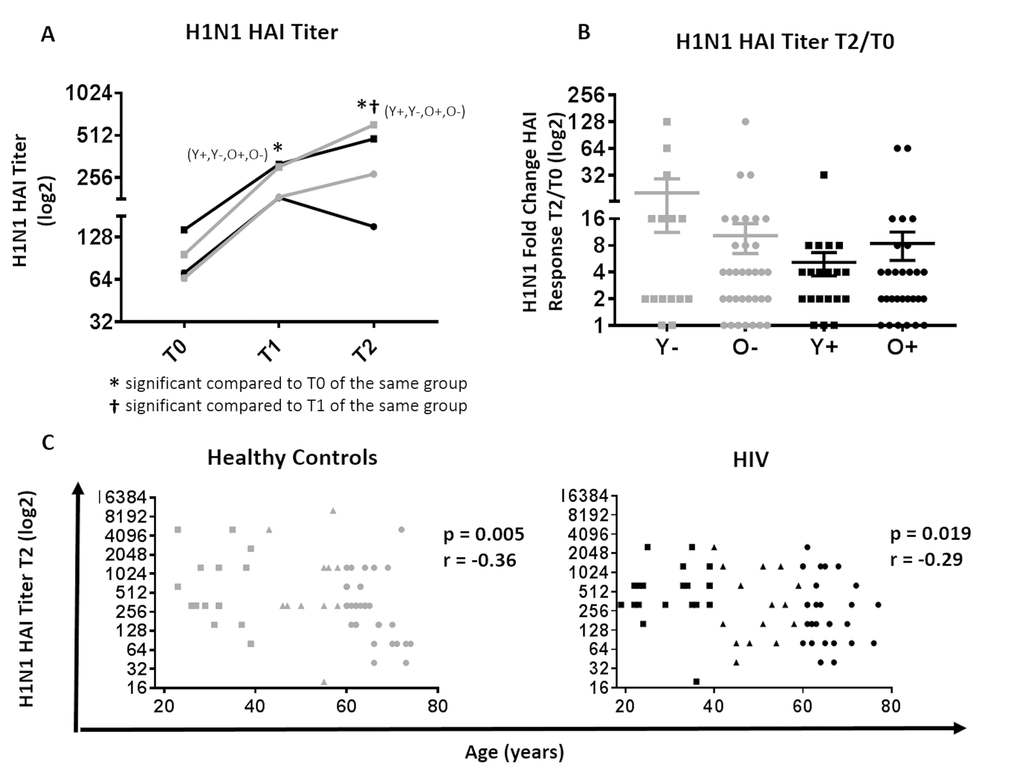 Serological response to H1N1 in HIV (Black) and HC (Grey). (A) H1N1 specific HAI titer at T0, T1 and T2 between young and old HIV (black) and HC (grey) participants. Statistical significance (p value B) Mean ±SEM of fold change, (T2/T0) in H1N1-specific HAI titer; Mann-Whitney test did not show differences to be significant. (C) Correlation of biological age with HAI titer at T2 in HC (left) and HIV (right) by Spearman correlation test. Serological values are expressed in log2 scale. Age groups are depicted as squares (young, 