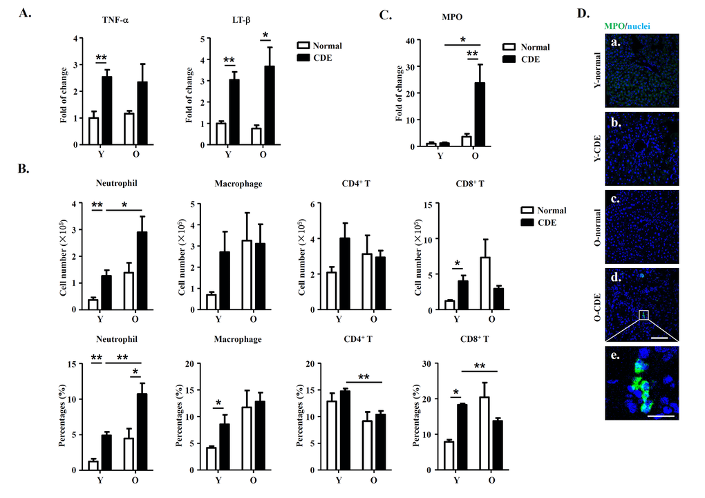 Increased neutrophil infiltration in livers of O-CDE mice. (A) mRNA levels of cytokines in livers were measured by Q-PCR. Results are mean ± SEM from three independent experiments (n > 4 mice per group). (B) Quantification of liver-infiltrating leukocytes from Y/O mice with normal/CDE diet by FCM: neutrophils (CD11b+Gr-1high), macrophages (CD11b+Gr-1low), CD4+ T cells (CD3+CD4+) and CD8+ T cells (CD3+CD8+). Results are mean ± SEM from three independent experiments (n > 4 mice per group). (C) mRNA level of MPO in livers was measured by Q-PCR. Results are mean ± SEM from three independent experiments (n > 4 mice per group). (D) MPO(green)/DAPI(blue) staining of liver tissues from Y/O mice with normal/CDE diet. a-d, scale bar = 100 μm; e, scale bar = 20 μm. *P P 