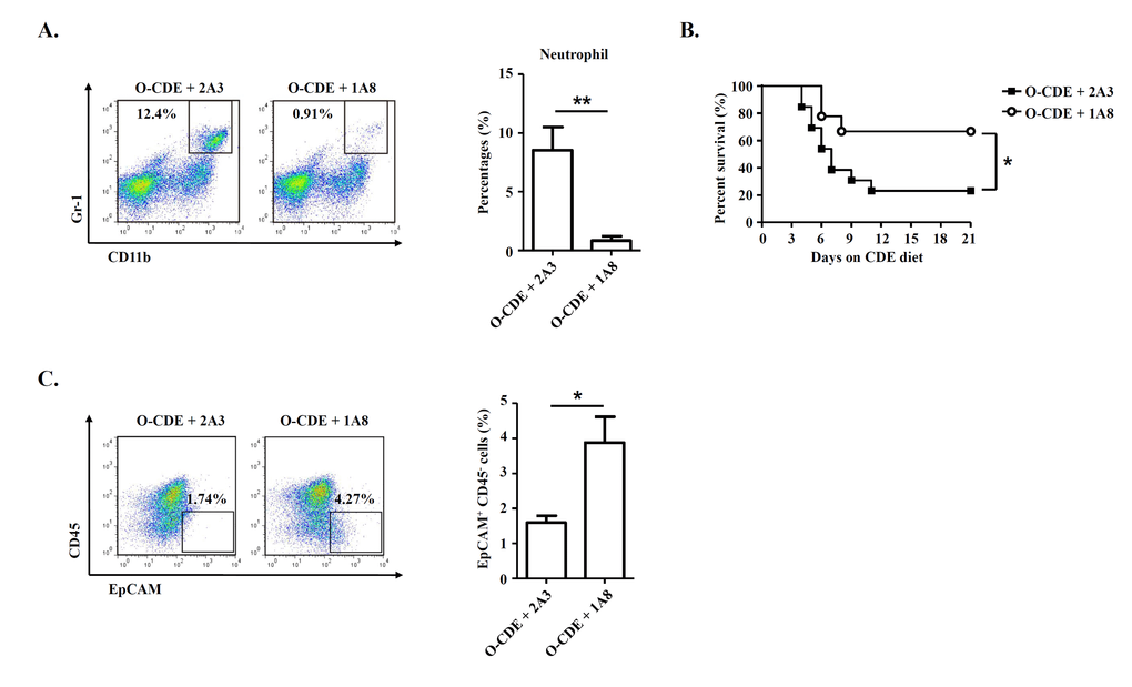 Neutrophils are required for inhibiting LPC proliferation in old mice. Old mice with CDE diet were i.p. injected with 500 μg of 2A3 (n/a) or 1A8 (anti-mLy6G) mAb every other day to deplete neutrophils. (A) Representative FACS scatterplots of liver-infiltrating neutrophils (CD11b+Gr-1high) in liver tissues from O-CDE mice treated with 2A3 or 1A8 mAb. Percentages of liver-infiltrating neutrophils were quantified. Results are mean ± SEM from three independent experiments (n = 3 mice per group). (B) Cumulative survival rates of mice were analyzed. n > 8 mice per group. (C) Representative FACS scatterplots and summarized percentages of EpCAM+CD45- cells in liver tissues from O-CDE mice treated with 2A3 or 1A8 mAb. Results are mean ± SEM from three independent experiments (n > 5 mice per group). *P P 