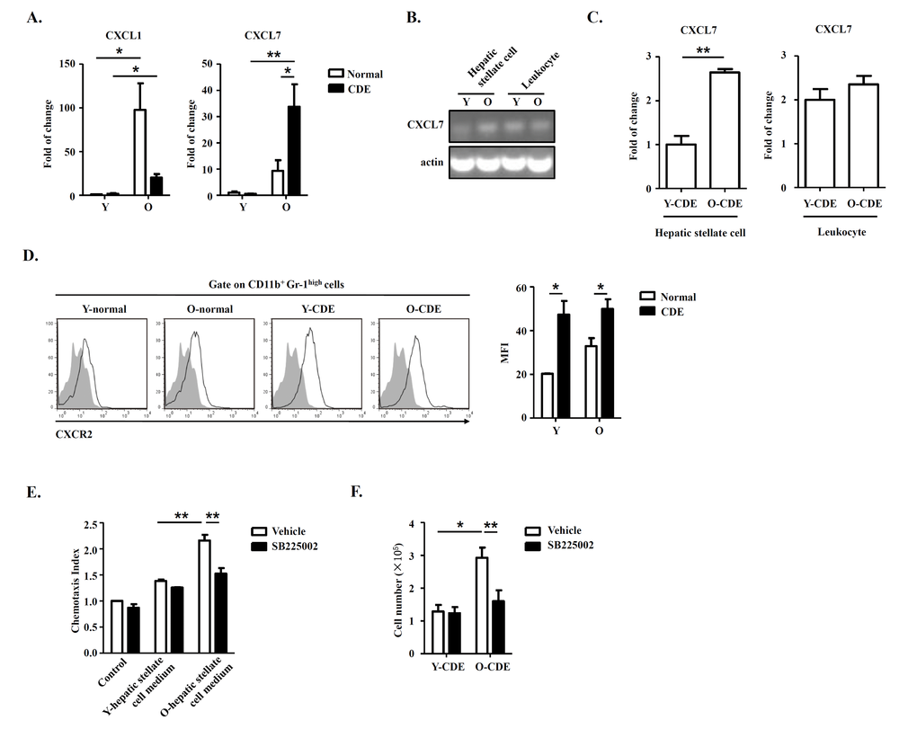 Hepatic stellate cell-derived CXCL7 induced neutrophil infiltration into livers of O-CDE mice. (A) mRNA levels of CXCL1/CXCL7 in livers from Y/O mice with normal/CDE diet were measured by Q-PCR. Results are mean ± SEM from three independent experiments (n = 3 mice per group). (B) PCR analysis of CXCL7 expression in hepatic stellate cells and leukocytes isolated from livers of Y/O-CDE mice. (C) mRNA level of CXCL7 in hepatic stellate cells and leukocytes isolated from Y/O-CDE mice with CDE diet were measured by Q-PCR. Results are mean ± SEM from three independent experiments (n = 3 mice per group). (D) Levels of CXCR2 expression on neutrophils derived from livers were analyzed by FCM. Fluorescence intensity of CXCR2 was analyzed. Results are mean ± SEM from three independent experiments (n > 3 mice per group). (E) Mobility of neutrophils in response to conditioned medium from Y/O-CDE hepatic stellate cells was analyzed in the absence or presence of SB225002 (100 nM). Numbers of migrated neutrophils were determined. Results are mean ± SEM from three independent experiments (n = 3 per group). *P P F) Quantification of liver-infiltrating neutrophils (CD11b+Gr-1high) from Y/O mice with normal/CDE diet treated with SB225002 (2 mg/kg) or control by FCM. Results are mean ± SEM from three independent experiments (n > 4 mice per group).