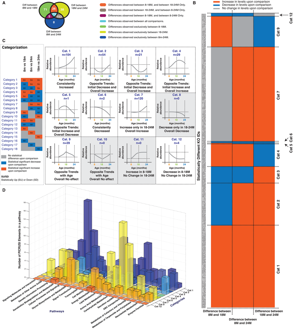 Analysis of predicted Metagenomic Functional Content (MFC) obtained from PICRUSt. (A) Statistically different MFC’s for each comparison (8M vs 18M, 8M vs 24M, 18M vs 24M) and their overlaps are depicted. (B) Comparison of the cumulatively unique statistically different MFC’s identified in panel A is depicted across each of the studied comparisons. Red shaded boxes indicates increase in MFC levels, Grey boxes indicate no statistical difference and Blue boxes indicates decrease in MFC levels. The MFC’s are sorted according to different categories as explained in panel C. (C) Explanation of the categories or feature based classes for the statistically different MFC’s. (D) Membership of the statistically different MFC’s in each category in different pathways. Correlations shown are after FDR correction with Q values 