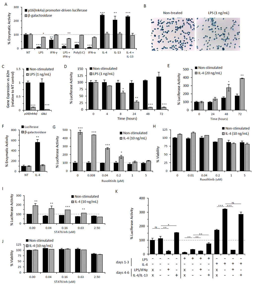 Immunomodulatory regulation of p16Ink4a and SAβG in macrophages. Peritoneal lavage cells elicited by alginate-encapsulated SCs from p16Ink4a/Luc mice were treated ex vivo with immunomodulatory agents for 72 hours. (A) p16Ink4a promoter-driven luciferase activity (black bars) and β-galactosidase activity (via 4-MUG hydrolysis) (gray bars) were measured following treatment with M1- and M2-polarizing stimuli: LPS at 1 ng/mL, IFN-γ at 10 ng/mL, LPS/IFN-γ co-treatment, Poly(I:C) at 10 μg/mL, IFN-α at 100 U/mL, IL-4 at 20 ng/mL, IL-13 at 10 ng/ml, and IL-4/IL-13 co-treatment. Results are shown as the mean ± standard deviation for at least 3 independent experiments with statistical significance between treated and non-treated samples depicted. (B) Microphotograph of SAβG-stained adherence-selected macrophages with or without stimulation with LPS (1 ng/mL) for 72 hours (10x objective). (C) mRNA expression of p16Ink4a and β-galactosidase (Glb1) (relative to B2m expression) in macrophages from wild type mice with or without LPS stimulation for 72 hours analyzed via qPCR, as normalized to non-treated controls. Results depicted as mean ± standard deviation (n=3). (D&E) Kinetics of p16Ink4a promoter-driven luciferase activity per cell with or without LPS stimulation (D) or IL-4 stimulation (E), normalized to activity from non-treated cells at time zero. Results are shown as the mean ± standard deviation (n=3). Statistical significance with respect to non-treated control at time zero is indicated. (F) Luciferase activity and β-galactosidase activity (via 4-MUG hydrolysis) from proteose peptone-elicited lavage cells following stimulation with IL-4 (20 ng/mL) for 72 hours, normalized to non-treated controls. Results depicted as mean ± standard deviation (n=3). (G-J) Dose-dependent response of JAK1/2 inhibitor Ruxolitinib (G&H) and STAT6 inhibitor AS1517499 (I&J) on luciferase activity (G&I) and viability via CyQuant Direct assay (H&J) following 72 hours treatment of AB-elicited macrophages in the presence (gray bars) or absence (black bars) of IL-4 (10 ng/mL) stimulation. Results of luciferase activity and viability are representative of two independent experiments, depicted as mean ± standard deviation of data normalized to respective controls lacking inhibitors (with or without IL-4). Luciferase activity and viability are depicted as the percent signal relative to non-treated (NT) controls. Statistical significance between IL-4 stimulated and non-stimulated cells at each concentration of inhibitor is shown. Results are representative of three independent experiments, depicted as mean ± standard deviation. (K) Relative luciferase activity per cell following repolarization of AB-elicited macrophages (via adherence-enriched peritoneal lavage) with M1- and M2-inducing agents. Macrophages were left non-treated (NT) or treated with either LPS (1 ng/ml) or IL-4 (20 ng/ml) for 72 hours (days 1-3), as indicated. For each treatment set, samples were collected at 72 hours (no further treatment; days 4-6 = x). Alternatively, cells were washed and placed in fresh medium (-), medium containing LPS (1 ng/mL) and IFN-γ (10 ng/mL), or medium containing IL-4 (20 ng/mL) and IL-13 (10 ng/mL) and incubated for an additional 72 hours prior to sample collection (as indicated for days 4-6). Luciferase activity is expressed as the percent activity per cell relative to non-treated (NT) controls after the first 72 hours. Results are representative of two independent experiments. *, p-value 