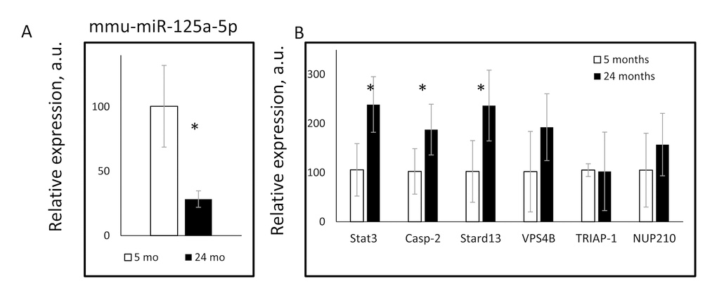 Age dependent changes in the expression of mmu-miR-125a-5p and its target genes. The expressions of (A) mmu-miR-125a-5p, and (B) indicated miR-125a-5p target genes were assayed in the livers of 5 months old (open bars) or 24 month old (black bars) mice. * - statistically significant difference (p
