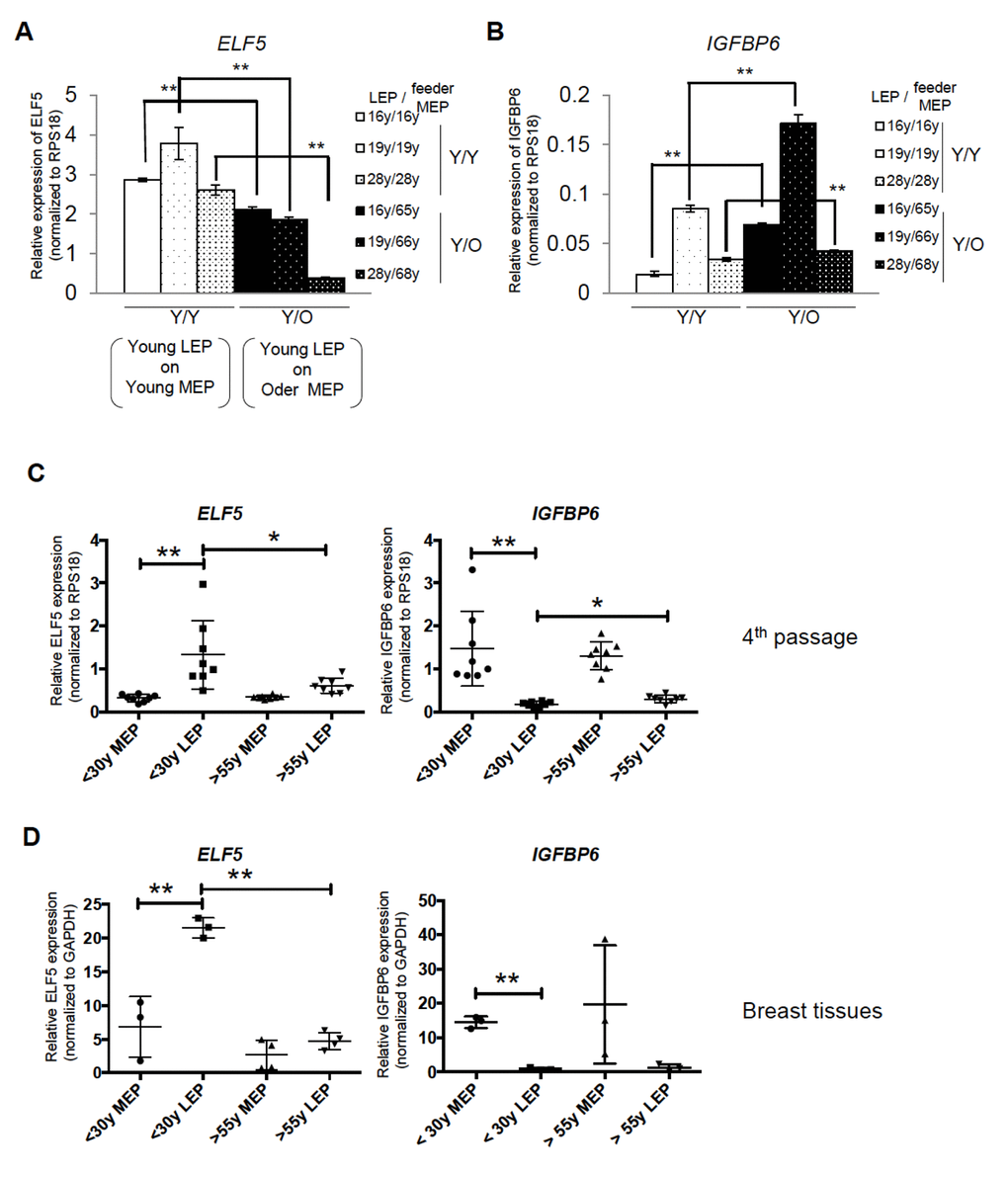 In vivo and primary cell age-dependent ELF5 and IGFBP6 expression were recapitulated from in mixed age co-culture. Mixed combinations of MEP and LEP from different aged donors demonstrates that age is the important determinant of ELF5 and IGFBP6 expression. Bar graphs showing (A) ELF5 and (B) IGFBP6 gene expression after 10 days in co- culture with different combinations of young LEP and young or old feeder MEPs. Gene expression was normalized to RPS18. (C and D) Age-dependent expression levels of the two genes in co-culture recapitulate 4p and primary HMEC. Lineage-and age-dependent ELF5 or IGFBP6 gene expression was shown by dot plots in (C) 4p HMEC and in (D) breast tissues. * and ** showed statistical significances at p