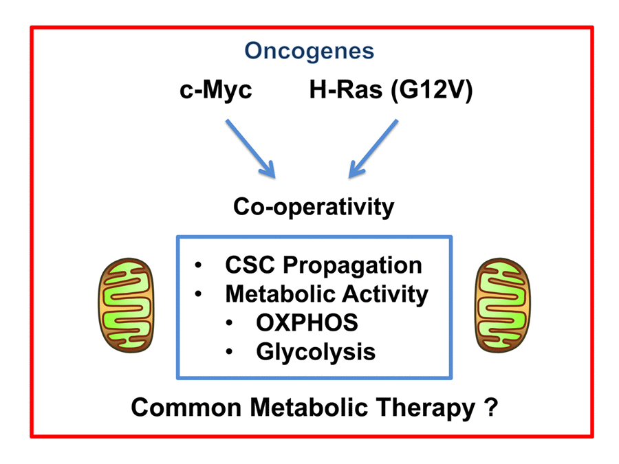 Experimental strategy for understanding MYC/RAS co-operativity in human breast CSCs. More specifically, we examined how MYC/RAS co-operation affects cellular metabolism and CSC propagation, allowing for the identification of a common metabolic therapy.