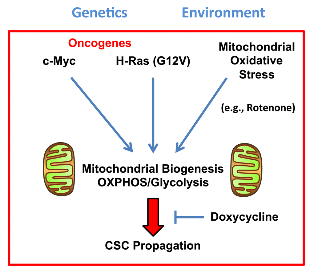 MYC-RAS co-operativity “fuels” stemness in cancer cells: Mutation-independent cancer therapy, with Doxycycline. Here, we show that either a i) genetic stimulus [oncogene activation (c-Myc or H-Ras (G12V)] or an ii) environmental stimulus [mitochondrial oxidative stress (chemically induced by Rotenone)] are both sufficient to drive metabolic reprogramming and increased CSC propagation. Nevertheless, the positive growth effects of these oncogenic stimuli can both be blocked using a mutation-independent or “phenotypic approach”, by employing Doxycycline.