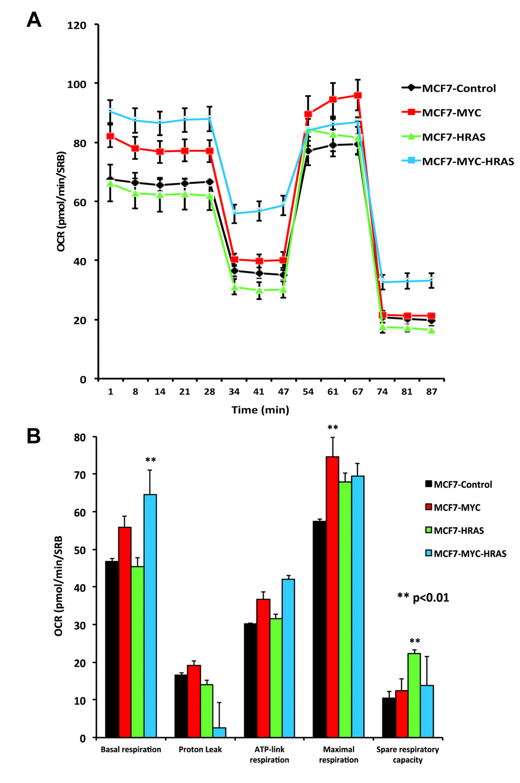 MYC-RAS co-operativity increases mitochondrial respiration. Oxygen consumption rate (OCR) was measured in MCF7 cell lines, using the Seahorse XFe96 metabolic flux analyzer. Both (A) OCR metabolic tracings and (B) Bar graphs are shown. Note that c-Myc and c-Myc plus H-Ras (G12V) increase mitochondrial respiration rates.