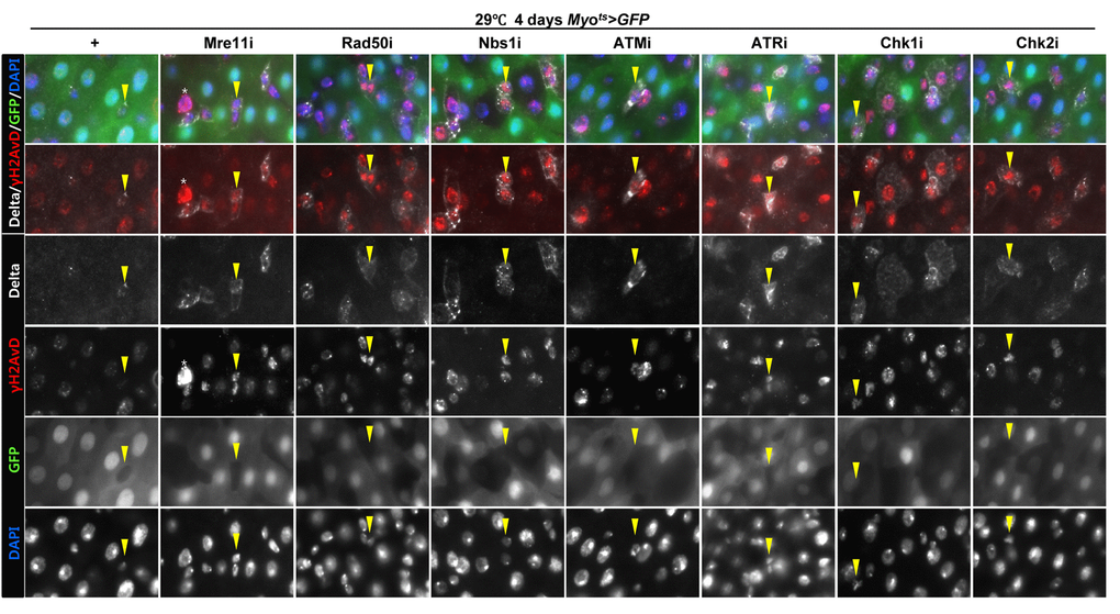 EC-specific knockdown of DNA damage response (DDR)-related factors causes an increase in the age-related phenotypes of ISCs. EC-specific knockdown of Mre11, Rad50, Nbs1, ATM, ATR, Chk1, or Chk2 induce DNA damage accumulation in ISCs. Flies carrying Myots>GFP, Myots>GFP+Mre11i, Myots>GFP+Rad50i, Myots>GFP+Nbs1i, Myots>GFP+ATMi, Myots>GFP+ATRi, Myots>GFP+Chk1i, or Myots>GFP+Chk2i genotypes were cultured at 29 °C for 4 days. The guts of flies were dissected and labeled with anti-GFP (green), anti-Delta (white), and anti-γH2AvD (red) antibodies and DAPI (blue). Yellow arrow heads indicate Delta+ cell. Upper two panels is merged image. Lower four panels is gray scale image of upper images. Asterisk indicates Myo-, Delta-, and strong γH2AvD+ cell, shows dying cell.