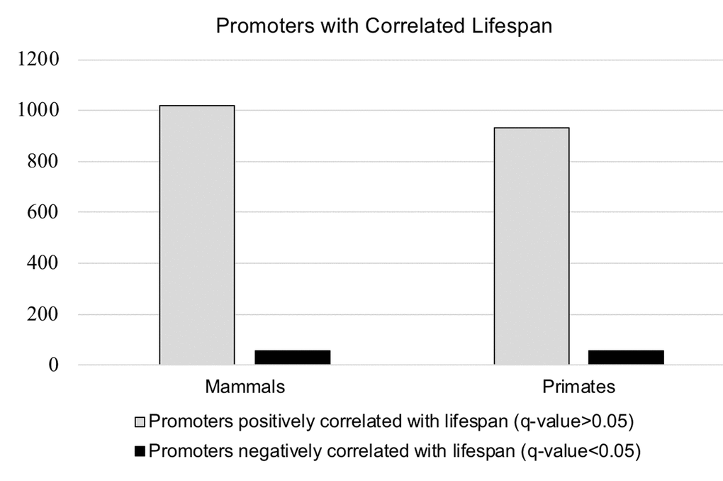 Visualization of the data presented inTable 2. The number of promoters correlated with lifespan in the entire mammalian dataset, and in the primate dataset only.