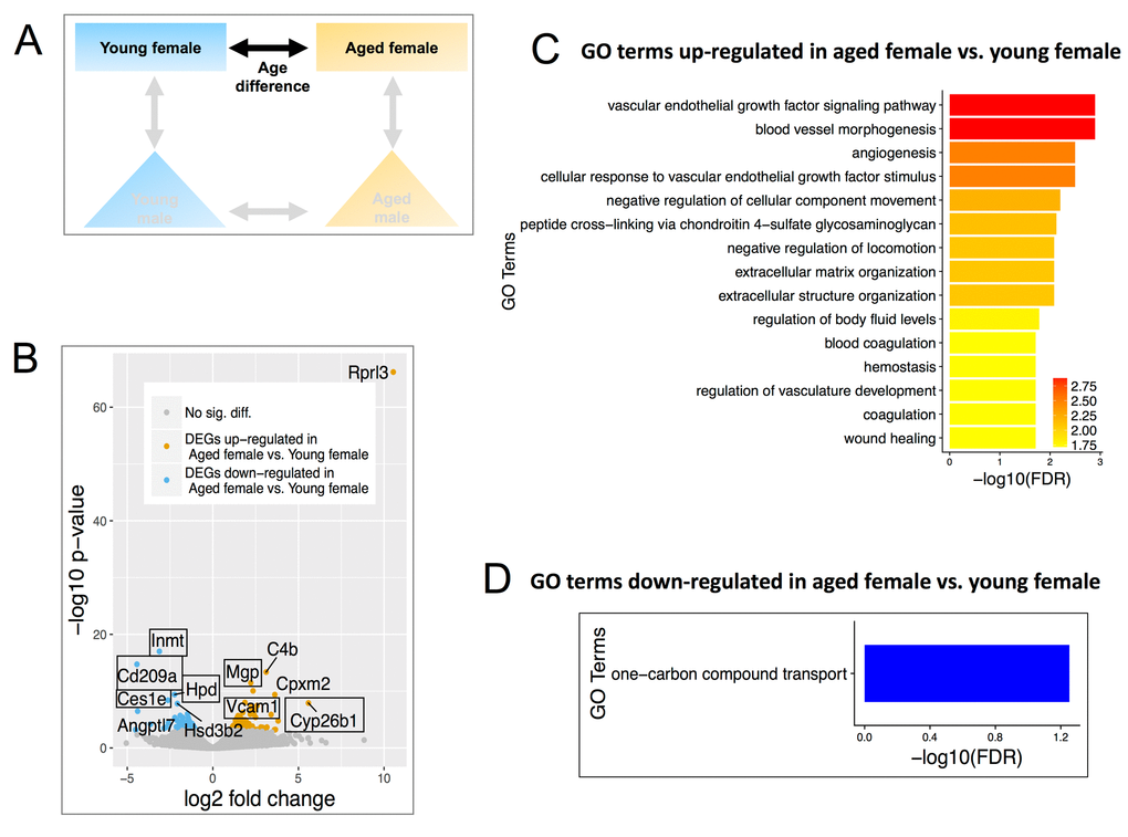 Differentially expressed genes (DEGs) and enriched Gene Ontology (GO) terms in aged female vs. young female. (A) Comparisons include age and females only. (B) Volcano plot showing upregulated (mustard) and down-regulated (blue) DEGs with a minimum 1.5-fold change and a FDR C) Gene ontology terms significantly enriched in the genes found to be significantly upregulated in aged female vs. young female mice. Many of these GO terms are related to endothelial cell signaling and maintenance. (D) GO terms of down-regulated genes in aged females.