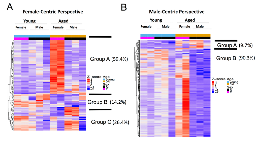 Female and male aging gene dynamics are different. (A) Female-centric perspective. Expression pattern of aged female vs. young female DEGs (n=159) across all age and sex conditions. Group A genes (comprises 59.4% of all DEGs) are significantly up-regulated in aged vs. young female, but do not have any significant change in aged vs. young male. Group B genes decreased in both aged vs. young female and aged vs. young male. Group C genes show the opposite trend, as they are down-regulated in aged vs. young female, but up-regulated in aged vs. young male. (B) Male-centric perspective. Expression pattern of aged male vs. young male DEGs (n=503) across all age and sex conditions. Group A genes (comprises 9.7% of all DEGs) are up-regulated in aged vs. young male and are also moderately up-regulated in aged vs. young female. Group B genes are significantly down-regulated in aged vs. young male are up-regulated in aged female mice.