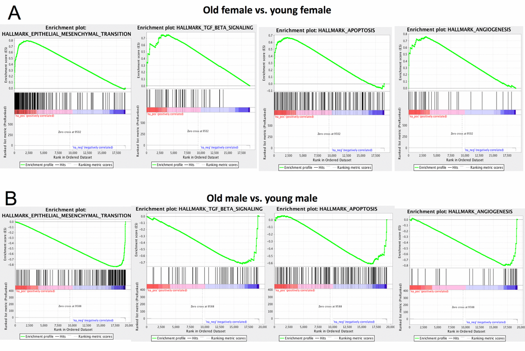 Gene Set Enrichment Analysis (GSEA). GSEA results for four pathways in old vs. young female (A) and old vs. young male (B). These four pathways show opposite change in female aging compared to male. Full GSEA results are reported in Table S6, Table S7, Table S8, Table S9.