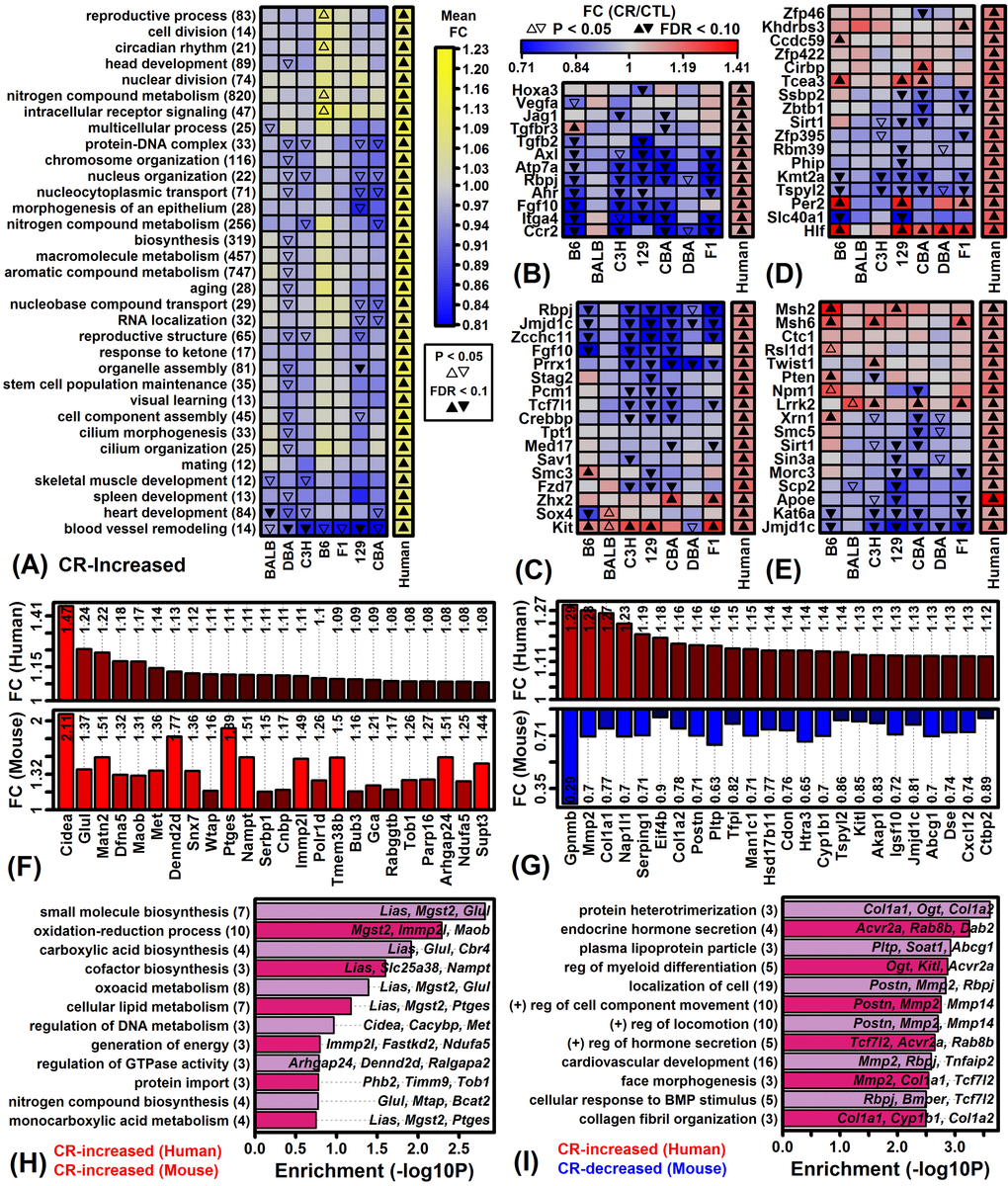 Genes increased by CR in humans and Gene Ontology-based mouse comparison. (A) GO BP terms most strongly enriched among genes increased by CR across 28 human experiments. (B) Genes associated with blood vessel remodeling (GO:0001974). (C) Genes associated with stem cell population maintenance (GO:0019827). (D) Genes associated with biosynthetic process regulation (GO:0009889). (E) Genes associated with aging (GO:0007568). (F) Genes most strongly increased by CR in humans and mice. (G) Genes increased by CR in humans but decreased in mice. In (F) and (G), color-coded bars show average FC estimates in humans (top) and mice (bottom). Average FC estimates are listed within each figure. (H) GO BP terms enriched among 70 genes increased by CR in humans and mice. Genes were increased by 5% on average in humans (FDR I) GO BP terms enriched among 115 genes increased by CR in humans but decreased by CR in mice. Genes were increased by 5% on average in humans (FDR 