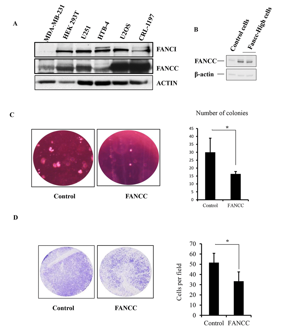 Generation of a study system with FA-signaling-defective cells. (A) MDA-MB-231 cells do not have the endogenous expression of FANCI, but have a relatively low level of FANCC expression. We examined the expression of FANCI and FANCC by western blotting in MDA-MB-231, HEK 293T, U2OS, CRL-1197, HTB-4, and U251 cells, among which the level of FANCI protein expression is undetectable in MDA-MB-231cells. However, the level of FANCC expression was low compared to the other cells detected. (B) Ectopic expression of FANCC in MDA-MB-231 cells. Cells were transfected with empty vectors for control or plasmids carrying FANCC cDNA. The level of FANCC was detected accordingly by western blotting in pool-selected two groups of cells. These derivatives of MDA-MB-231 express FANCC at a low or high level (namely FANCC-low or -high cells). (C) Number of colonies derived from FANCC-high cells is reduced compared to FANCC-low cells. Colony formation of FANCC-high or low cells was determined by the soft agar assay. The number of colonies was counted and showed significantly different between two groups (pD) FANCC-high cells have a reduced capacity for migration. Both cell images and numbers of migrated cells showed that FANCC can decrease the capacity of MDA-MB231 cell migration. The number of migrated cells was counted and showed significantly different between two groups (p