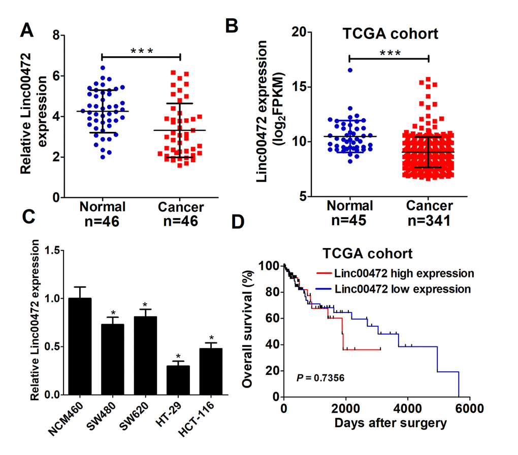 Linc00472 was decreased in CRC tissues and cells. (A) The expression levels of Linc00472 in CRC tumor tissues and adjacent normal tissues were determined by qRT-PCR assays. (B) Linc00472 expression was analyzed in TCGA colon adenocarcinoma (COAD) cohort. (C) qRT-PCR analysis was performed to detect Linc00472 expression in immortalized human colonic epithelial cell line NCM460 and four CRC cell lines (SW480, SW620, HT-29 and HCT-116). (D) Kaplan-Meier curve was employed to assess the overall survival outcome in CRC patients with high or low Linc00472 expression in TCGA dataset. *P P 
