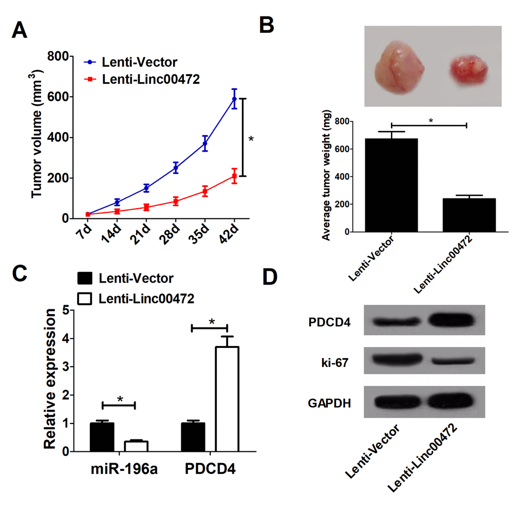 Linc00472 suppressed tumor growthin vivo. (A) The tumor volume curve of null mice was analyzed. (B) The tumor weight of null mice was measured. (C) The miR-196a expression and PDCD4 mRNA levels in tumors of null mice were detected by qRT-PCR. (D) Western blot analysis was performed to determine PDCD4 and Ki-67 protein levels. *P 