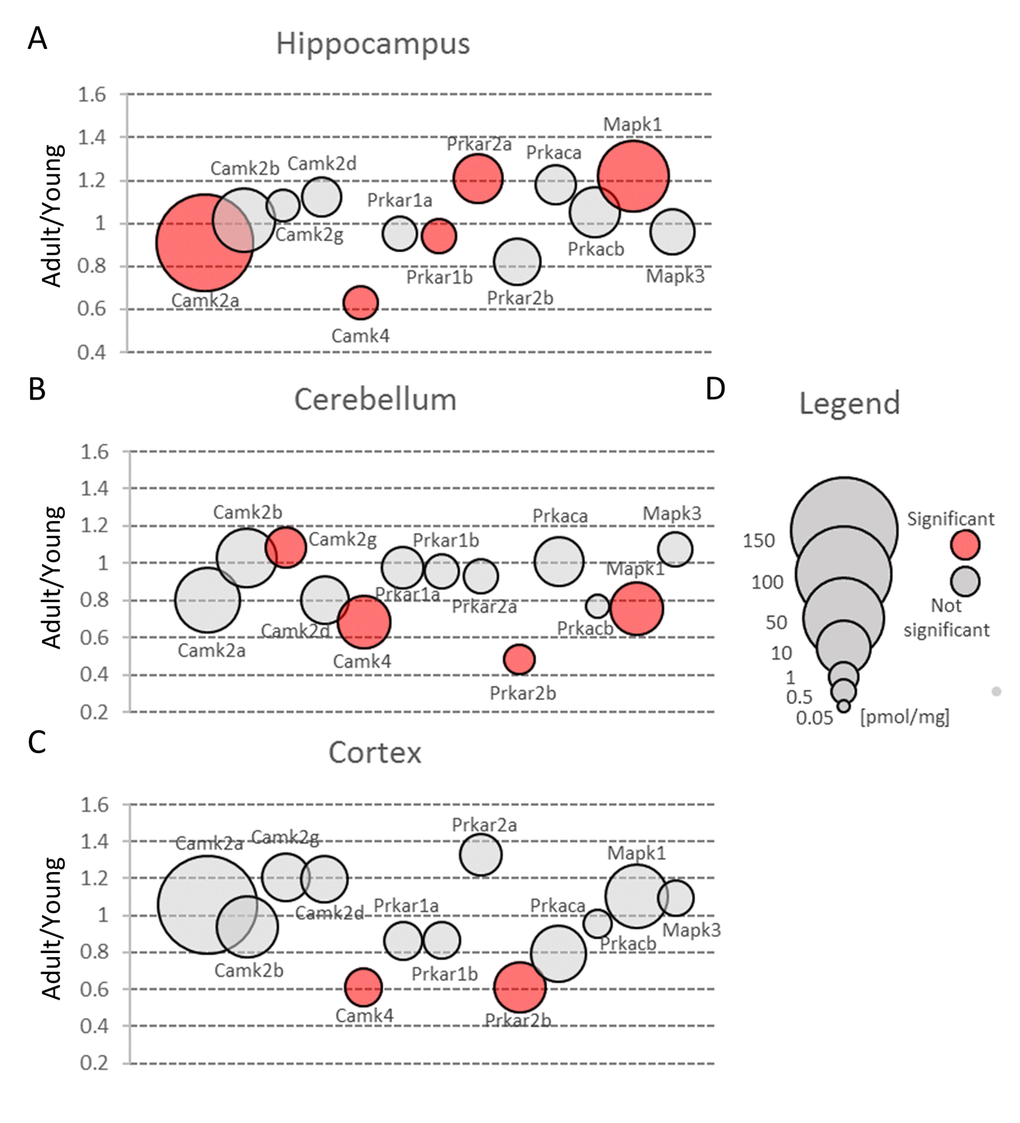 Protein kinases involved in glutamate-induced neuronal plasticity. Plots show ratios of protein concentrations in adult vs young brain structures: hippocampus (A), cerebellum (B) and cortex (C). The size of bubbles is proportional to the average protein concentration in respective young animals brain structures. Statistically significant differences are shown as the red filled circles.