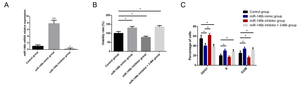 MiR-146b influences the viability and proliferation of PCa cells. (A) Transfection with miR-146b mimics and inhibitor in PC3 cells markedly increased and decrease the expression of miR-146b compared with control cells. (B) MTT analysis results showed that upregulation of miR-146b promoted PC3 cells survival while downregulation of miR-146b could suppress cell viability of PC3 cells. 3-MA, inhibitor of autophagy, could rescue the cell viability following transfection of miR-146b inhibitor. (C) The results of flow cytometry showed that upregulation of miR-146b could promote PC3 cells proliferation while downregulation of miR-146b could suppress cells proliferation. 3-MA could also rescue the PC3 cell proliferation capacity following transfection of miR-146b inhibitor. (*P P 