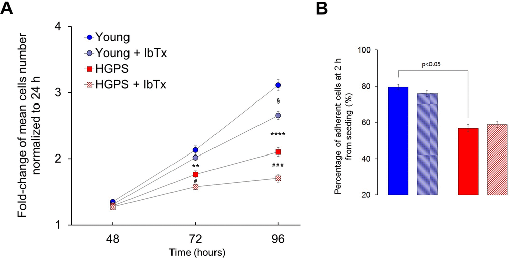 Proliferation and adhesion rates without and with the BKCa inhibitor IbTx. (A) Average number of hDF obtained from young healthy donors and patients affected by HGPS estimated at 48, 72 and 96 hours from seeding and normalized at 24 h (fold-change ± SEM). Healthy and HGPS hDF were allowed to proliferate untreated (Young n=54; HGPS n=36) and treated by 100 nM IbTx (Young n=53; HGPS n=36). Young vs. HGPS: **p-7; Young vs. Young + IbTx: §pB) Average percentage ± SEM of adherent hDF cells counted 2 h after seeding, treated (Young n=35, HGPS n=22) and untreated by 100 nM IbTx (Young n=40, HGPS n=24); image legend is the same as Figure A.