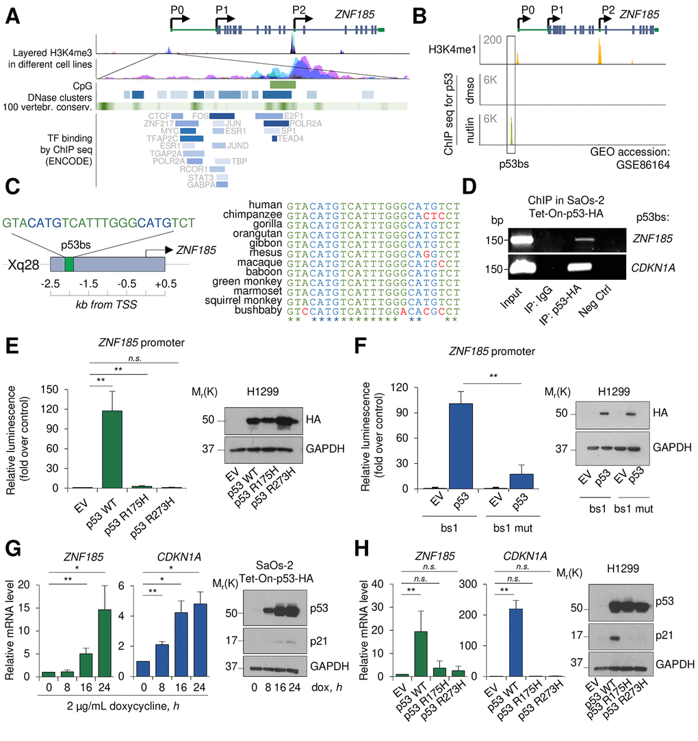 ZNF185 is a transcription target of p53. (A) UCSC genome browser analysis showing layered H3K4me3 mark in different cell lines, CpG islands, DNase clusters, conservation in vertebrates, and TF binding within ZNF185 promoter. (B) Genomic locus of ZNF185 showing the promoter region with H3K4me1 and p53 ChIP-seq signals after MCF7 treatment with either DMSO or nutlin. (C) Identified p53 binding site (p53 bs) within ZNF185 promoter region and conservation analysis among primates. (D) Amplification of specific DNA fragments after ChIP performed in SaOs-2 Tet-On-p53-HA cells using HA antibody. (E) Luciferase activity assay in H1299 after transfection of pGL3-ZNF185 promoter and either empty vector, p53 WT, p53-R175H, or p53-R273H expression vectors. ** Pn=4. Western blot analysis of cell lysates confirms p53 overexpression. (F) Luciferase activity assay in H1299 after transfection of pGL3-ZNF185 promoter with either WT of mutated p53 bs and either empty vector or p53 WT expression vectors. ** Pn=3. Western blot analysis of cell lysates to confirm p53 overexpression. (G) RT-qPCR analysis of ZNF185 and CDKN1A mRNA levels in SaOs-2 Tet-On-p53-HA after induction of p53 expression with 2 µg/mL doxycycline. * PPn=3. Western blot shows p53 and p21 levels. (H) RT-qPCR analysis of ZNF185 and CDKN1A mRNA levels in H1299 after transfection with empty vector, p53 WT, p53 R175H, or p53 R273H expression vectors. ** Pn=3. Western blot shows p53 and p21 levels.