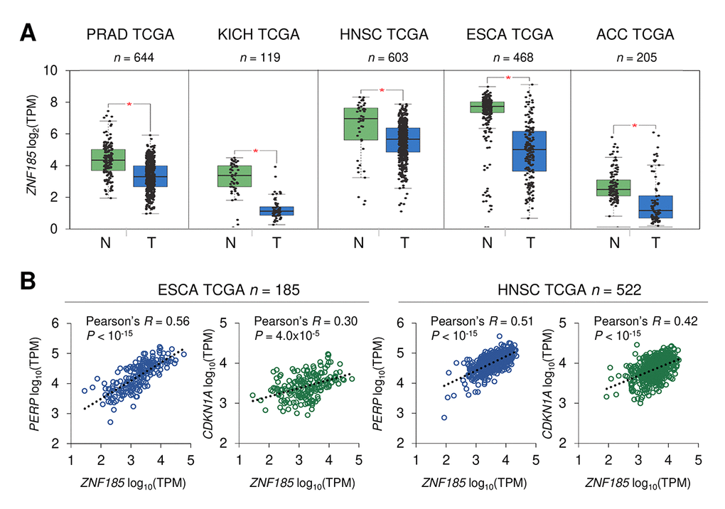 ZNF185 mRNA is down-regulated in epithelial cancer. (A) Box-plot showing expression of ZNF185 mRNA in different types of cancer from the GTEx/TCGA datasets for normal samples (N) and TCGA datasets for tumour samples (T). * PB) Correlation analysis between the expression of ZNF185 and either PERP or CDKN1A in ESCA and HNSC tumour samples from TCGA.