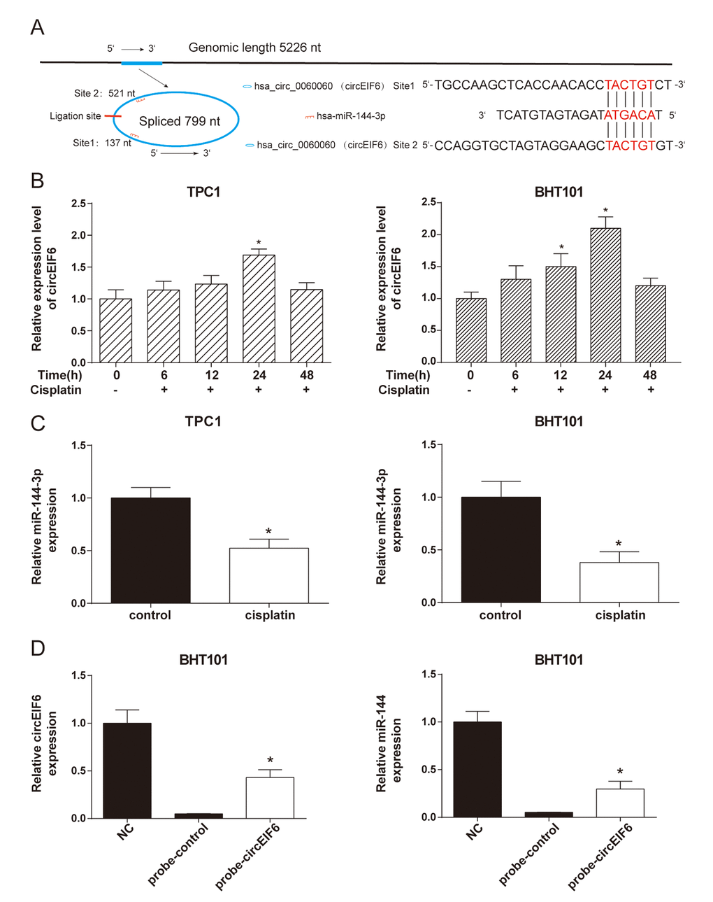 CircEIF6 and miR-144-3p had a target relationship and a reversed expressed in the TPC1 and BHT101 cells with cisplatin treatment. (A) There are potential 2 target binding sites between miR-144-3p and circEIF6. (B) Expressions of circEIF6 were detected in the TPC1 and BHT101 cells with different time cisplatin treatment. *P *P *P 