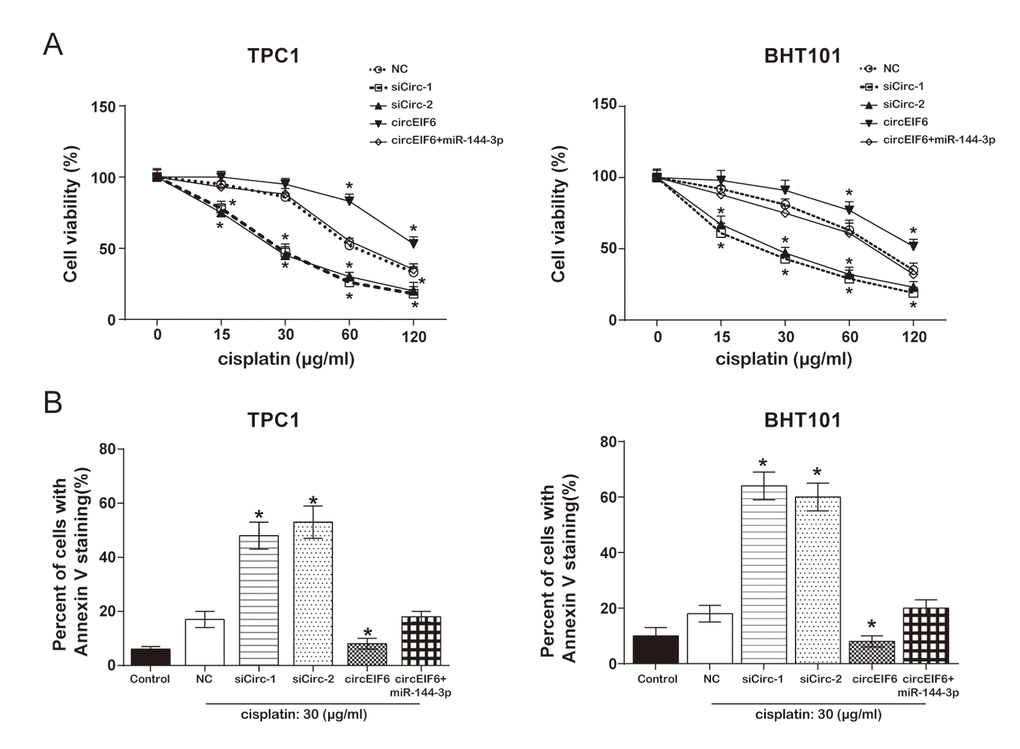 Overexpression of circEIF6 inhibited apoptosis in the TPC1 and BHT101 cells with cisplatin treatment. (A) MTT assay displayed that in the TPC1 and BHT101 cells with cisplatin treatment, the cell viability in siCirc-1 or siCirc-2 group was significantly inhibited by cisplatin treatment, but was remarkably enhanced by circEIF6 overexpression; miR-144-3p could reverse the function of circEIF6. Cells in control were normalized as 100%. *P B) Flow cytometric detected Annexin V staining cells ratio which reflecting the percent of apoptosis cells; less apoptotic cells in circEIF6 overexpression group but more apoptotic cells in circEIF6 knockdown group were observed in the TPC1 and BHT101 cells with cisplatin treatment. *P 
