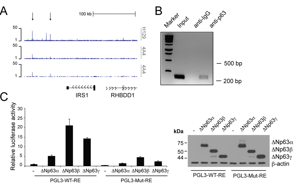 p63 binds to the regulatory region of theIrs1gene. (A) p63 DNA-binding profiles in the Irs1 locus, obtained in NHEKs by ChIP-sequencing (ChIP-seq) using 4A4 and H129 anti-p63 antibodies in two normal human primary keratinocyte cell lines (K1 and K2) [87]. (B) ChIP analysis of p63 occupancy at the regulatory regions of the Irs1 gene. ChIP assays were performed in Fadu HNSCC cells using H129 anti-p63 antibody and control IgGs. PCR validation was performed using primers spanning the p63-binding sites located within the genomic regions identified by ChIP-seq assays. (C) Luciferase reporter assays of Irs1 regulatory regions (left panel). The pGL3 reporter vector (30 ng) and the pRL-CMV-Renilla luciferase plasmid (5 ng) were cotransfected with the empty pcDNA-HA vector or plasmids coding ΔNp63α, ΔNp63β, and ΔNp63γ (150 ng) into the p53 null human H1299 cell line. The luciferase activities of cellular extracts were measured 24 h after transfection. Cellular lysates were also analysed by western blot (right panel). Data are presented as mean ± SD and are representative of three independent experiments.