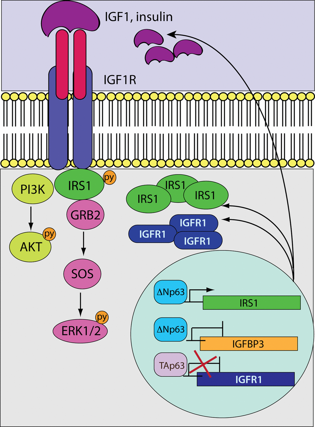 A model depicting the crosstalk between p63 and the IGF system. While the tumour suppressive TAp63 isoforms negatively control Igf1r transcription, the oncogenic ΔNp63 variants induce and repress the expression of the Irs1 and Igfbp3 genes, respectively. In HNSCC cells overexpressing ΔNp63, the transcription of Igf1r would be stimulated as a result of the unbalanced ratio between the TA/ΔN p63 proteins. Aberrant accumulation of IGF1R and its docking protein IRS1 would enhance signalling activation in response to receptor stimulation. On the other hand, reduced expression levels of Igfbp3 would increase the availability of circulating IGF1 that could further potentiate receptor activation.