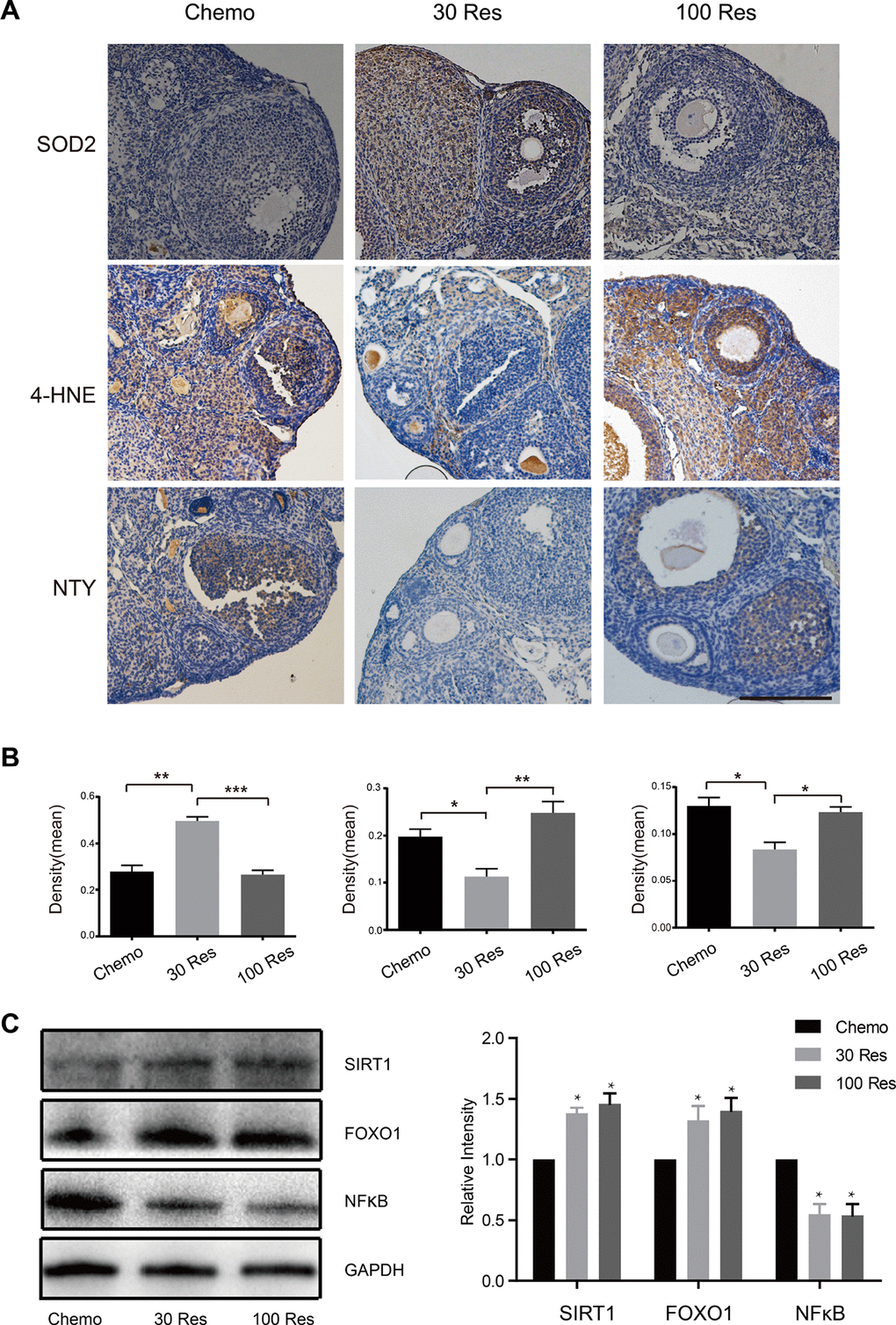 Resveratrol attenuated the oxidative stress of ovaries induced by chemotherapy. (A) The expression of SOD2, 4-HNE and NTY in the interstitial cells and follicles in the ovaries of Chemo, 30 Res and 100 Res groups of mice. Scale bar: 200 μm. *p B) The quantification of IHC. (C) The western blotting and quantification of of indicated proteins of ovaries in 3 groups. *p 