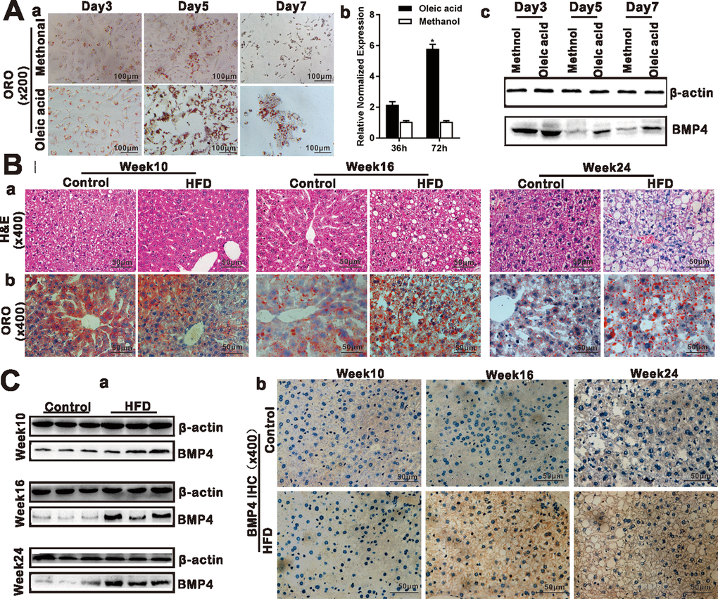 BMP4 expression is elevated during Oleic acid-induced triglyceride/lipid accumulation in hepatocytes and in a mouse model of NAFLD. (A) BMP4 expression in Oleic acid-induced lipid accumulation. Primary mouse hepatocytes were stimulated with 0.05mM Oleic acid (methanol as a vehicle control). ORO staining was done at days 3, 5 and 7 respectively. Representative images are shown (a). Alternatively, total RNA was isolated at 36h and 72h post Oleic acid treatment and subjected to TqPCR analysis of Bmp4 expression. Relative expression was calculated by dividing the relative expression values (i.e., Bmp4/Gapdh) in “*” p b). Total protein was isolated and subjected to Western blotting analysis of BMP4 expression at days 3, 5 and 7 post Oleic acid treatment (c). (B) Establishment of the mouse model of NAFLD. C57/B6 mice (4-week-old male, n=10 /time point/group) were fed with 45% high fat diet (HFD) or normal diet (Control), and sacrificed at weeks 10, 16 and 24, respectively. The retrieved liver tissue was subjected to H & E staining (a) and ORO staining (b). (C) BMP4 expression in mouse liver tissue of NAFLD. Total protein was isolated from the mouse liver tissue of the HFD and Control groups at weeks 10, 16 and 24 respectively, and subjected to Western blotting analysis of BMP4 expression. (a). IHC (immunohistochemical) staining of BMP4 expression was detected in the liver from the HFD and Control groups respectively (b). Each assay condition was done in triplicate, and representative images are shown or indicated by arrows.