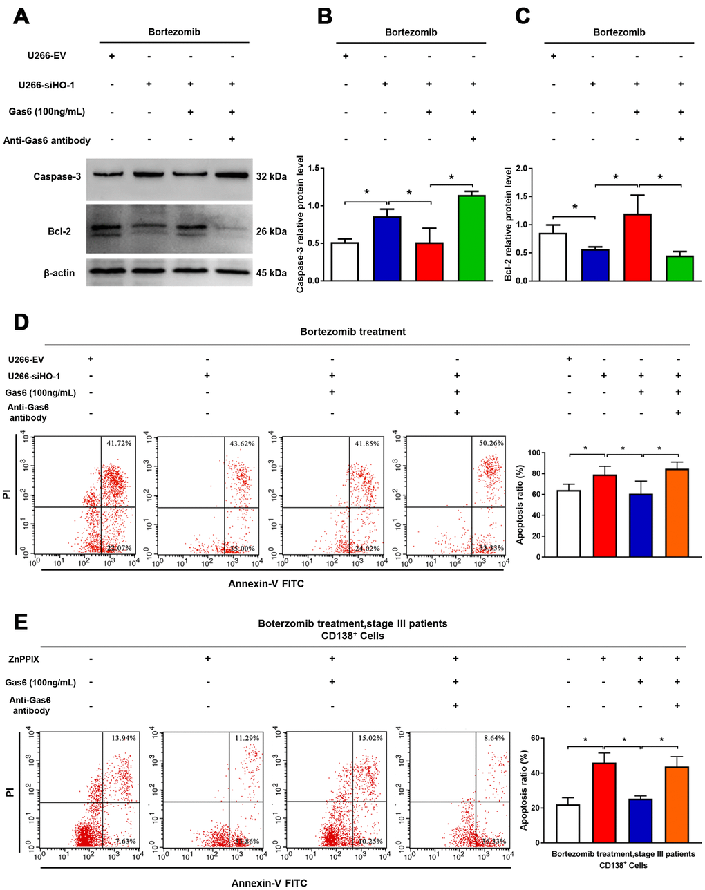 Combination with HO-1 inhibition enhances bortezomib-induced apoptosis via suppressing Gas6 production. (A–C) Caspase-3 and Bcl-2 relative protein levels were detected by western blot analysis. n=3, *PD) Cell apoptosis (Q2+Q3) of U266 cells assessed by flow cytometry after transfection with HO-1 siRNA and treatment with or without exogenous Gas6 or Gas6 neutralizing antibody for 24 h. n=4, *PE) Flow cytometry was used to assess human CD138+ cells apoptosis after treatment with HO-1 inhibitor ZnPPIX with or without exogenous Gas6 or Gas6 neutralizing antibody for 24 h. n=3, *P