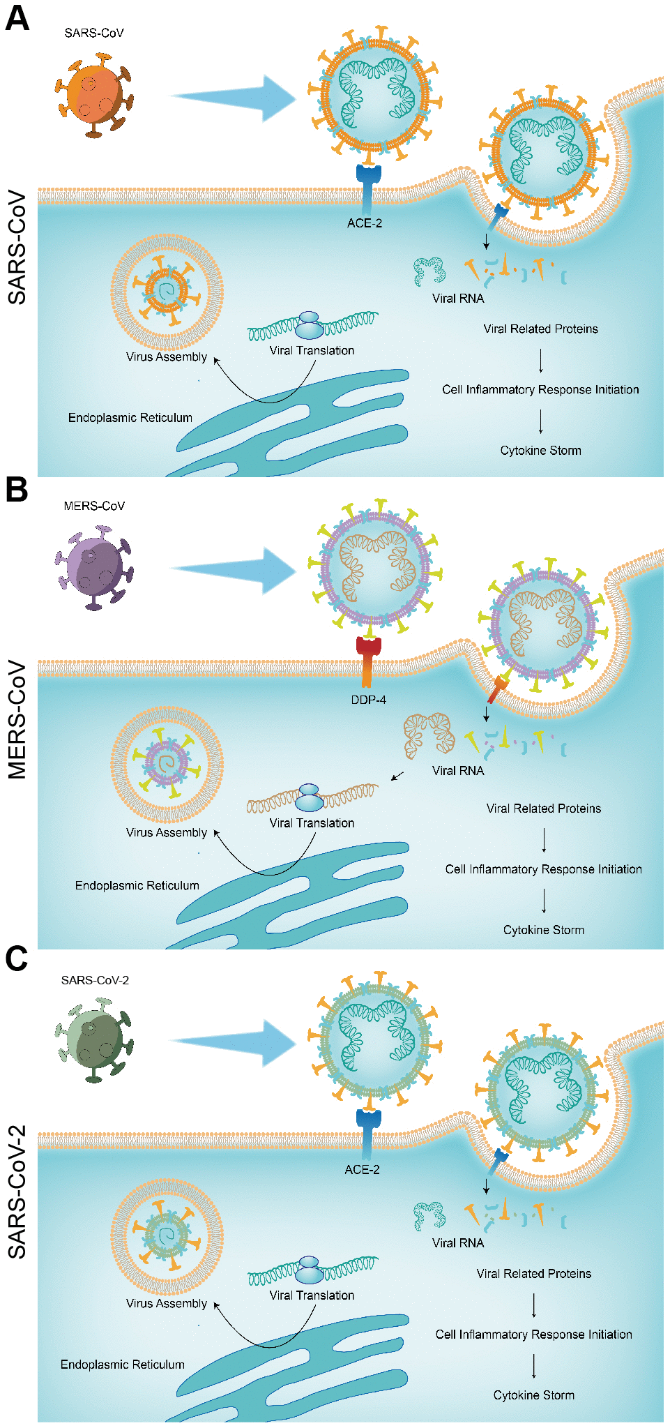 The pathogenic mechanisms of the three pneumonias. (A) SARS-CoV; (B) MERS-CoV; (C) SARS-CoV-2.