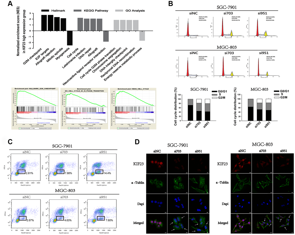 KIF23 knockdown suppressed cell cycle progression of GC cells. (A) A public dataset (GSE65801) was divided into two groups—a high KIF23 expression group and a low KIF23 expression group—and the normalized enrichment score (NES) of three gene set categories was calculated by gene set enrichment analysis (GSEA). (B) Cell cycle and (C) BrdU incorporation assay analysis of GC cells transfected with siRNAs against KIF23. The percentages of the cell subpopulations at different stages of the cell cycle were statistically analyzed. (D) Immunofluorescence images showed the morphology of GC cells after being transfected with siRNAs.