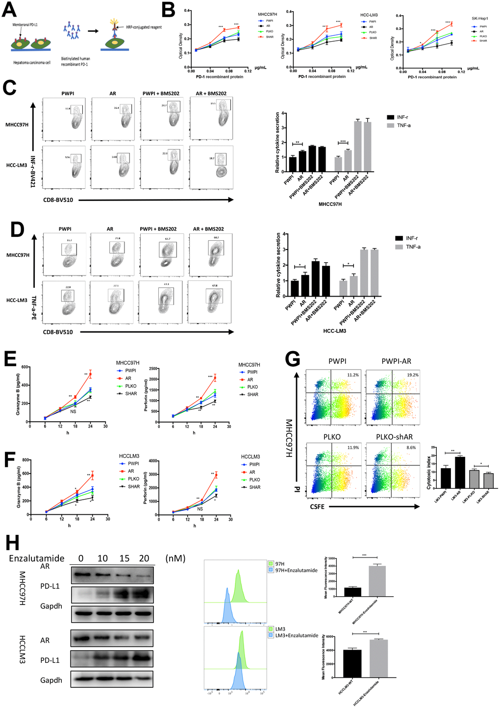 Modulation of AR regulate the immune state. (A) Schematic diagram of PD1-PD-L1 binding assay. (B) The results of binding assay in three HCC cell lines. (C) Intracellular INF-r expression in CD8+T cells co-cultured with HCC cells. (D) Intracellular TNF-a expression in CD8+T cells co-cultured with HCC cells. (E) Secreted cytokine (granzyme B and perforin) in MHCC97H cells. (F) ELISA of serum secreted cytokine (granzyme B and perforin) in HCCLM3 cells. (G) T cell cytotoxicity assay in MHCC97H with different AR expression. (H) AR antagonist cause change of AR and PD-L1 in vitro. *PPP