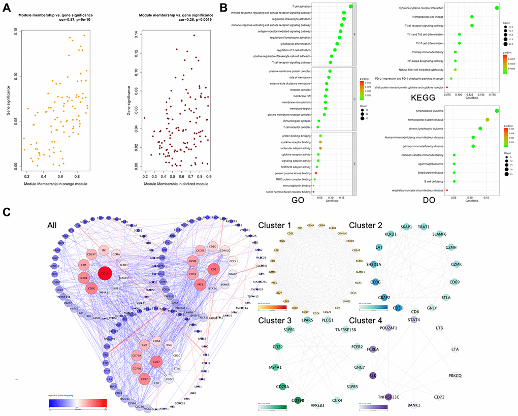 Hub gene screening process. (A) Association with gene significance and modules. The correlation between the module traits and the significance of gene expression. The higher the correlation, the higher the correlation between the gene expression in the module and the module trait. (B) Function annotation: (GO) Gene Ontology; (KEGG) Kyoto Encyclopedia of Genes and Genomes pathway enrichment; (DO) Disease Ontology; (C) Protein-protein interaction network of the selected genes. Edge stands for the interaction between two genes. A degree was used for describing the importance of protein nodes in the network, red shows a high degree and blue presents a low degree. The depth of the color represents the degree of correlation, and the deeper the color, the higher the correlation. The significant modules identified from the PPI using the molecular complex detection method with a score of >6.0. All: all of the genes; Cluster 1: MCODE-1= 12.07; Cluster 2: MCODE-2 = 9.92; Cluster 3: MOCDE-3 = 7.39; Cluster 4: MCODE-4 = 6.28.