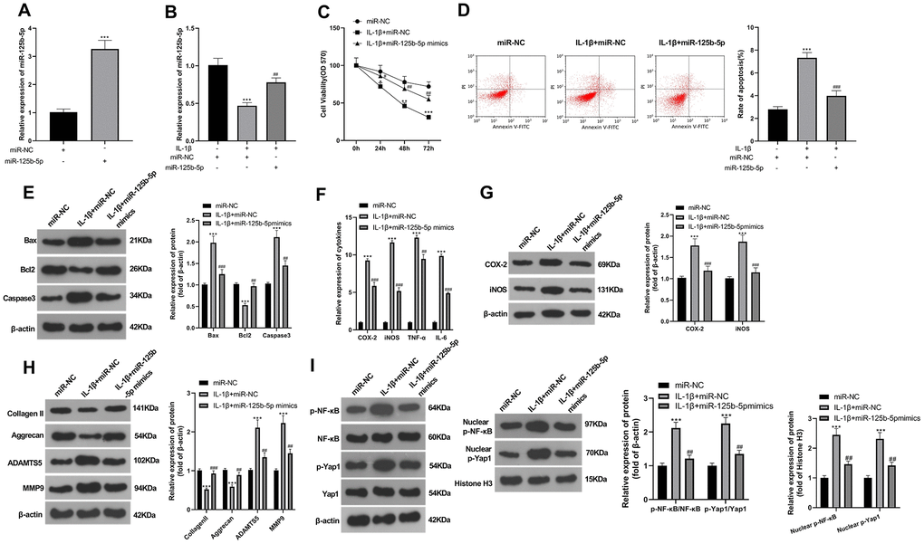 Overexpressing miR-125b-5p eased IL-1β-induced chondrocyte injury. miR-125b-5p mimics were transfected into IL-1β (10 ng/mL)-induced ATDC5 cells to construct a miR-125b-5p overexpression model. (A, B) qRT-PCR was utilized to test the miR-125b-5p profile. (C) MTT assay was adopted to determine cell viability. (D) Flow cytometry was applied to detect cell apoptosis. (E) WB was implemented to compare the expression of Bax, Bcl2, and Caspase3. (F) qRT-PCR was adopted to determine the expression of COX-2, iNOS, TNF-α and IL-6 in ATDC5 cells. (G–I) WB was employed to measure the expression of inflammatory mediators (COX-2 and iNOS), ECM (Collagen II, Aggrecan, ADAMTS5, and MMP9), and YAP1/NF-κB in ATDC5 cells. *PPPPPP