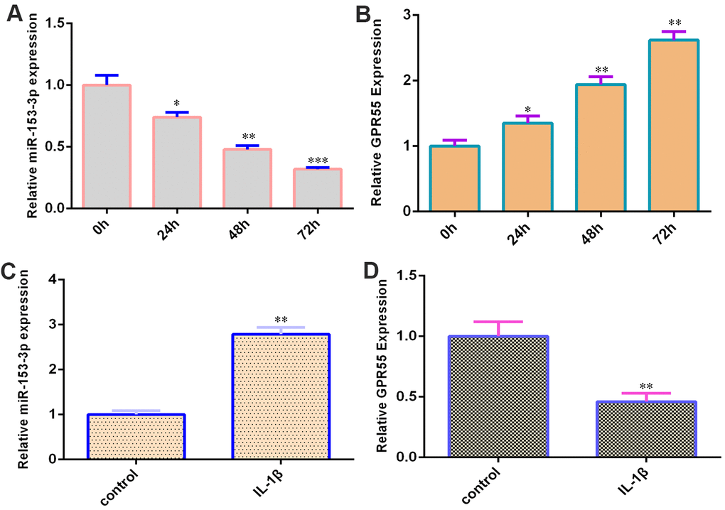 miR-153-3p is decreased and GPR55 is overexpressed during NSC differentiation. (A) The expression of miR-153-3p was measured by qRT-PCR. (B) The expression of GPR55 was measured by qRT-PCR. (C) IL-1β induces miR-153-3p expression in NSCs. (D) The expression of GPR55 is determined by qRT-PCR. *p
