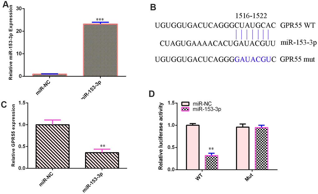 GPR55 is a direct gene target of miR-153-3p. (A) The expression of GPR55 was determined by qRT-PCR. (B) One potential target site was found between miR-153-3p and GPR55. These sequences were conserved between different species. (C) The expression of GPR55 was determined by qRT-PCR. (D) Luciferase reporter analysis noted that elevated expression of miR-153-3p significantly inhibited the luciferase value of the WT reporter plasmid but did not change the luciferase value of the mut reporter plasmid. **p