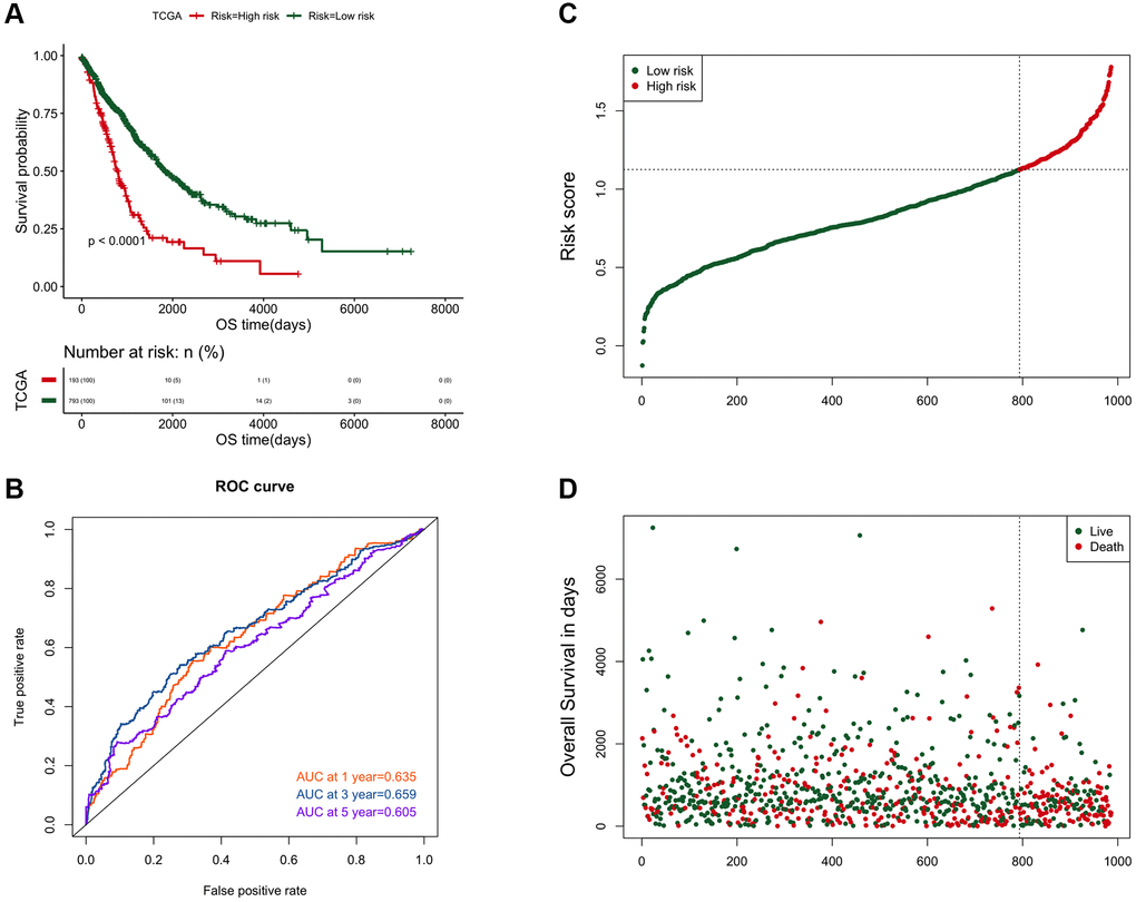 The efficiency analysis results of the risk prediction model. (A) Comparison of the prognosis between high and low risk groups. The abscissa axis represents the survival time (days); the ordinate axis represents the survival probability. (B) AUC curve of risk score on 1, 3, and 5-year survival prediction efficiency. (C) Risk score curve of the two groups. The abscissa axis represents the number of samples; the ordinate axis represents the risk score. (D) The ranking results of risk scores from small to large. The abscissa represents the number of samples, and the ordinate represents the survival time.