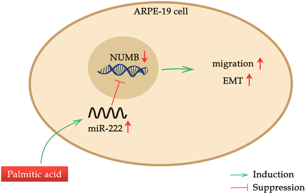 A novel palmitic acid-miR-222-NUMB pathway in regulating human RPEC migration. PA promotes ARPE-19 cell migration in a dose-dependent manner when administrated at a concentration no more than 200 μM. PA induces miR-222 expression and promotes the EMT of ARPE-19 cells. NUMB is one downstream target of miR-222. PA treatment suppresses NUMB expression, and NUMB knockdown alone in ARPE-19 cells also enhances RPEC migration and EMT.