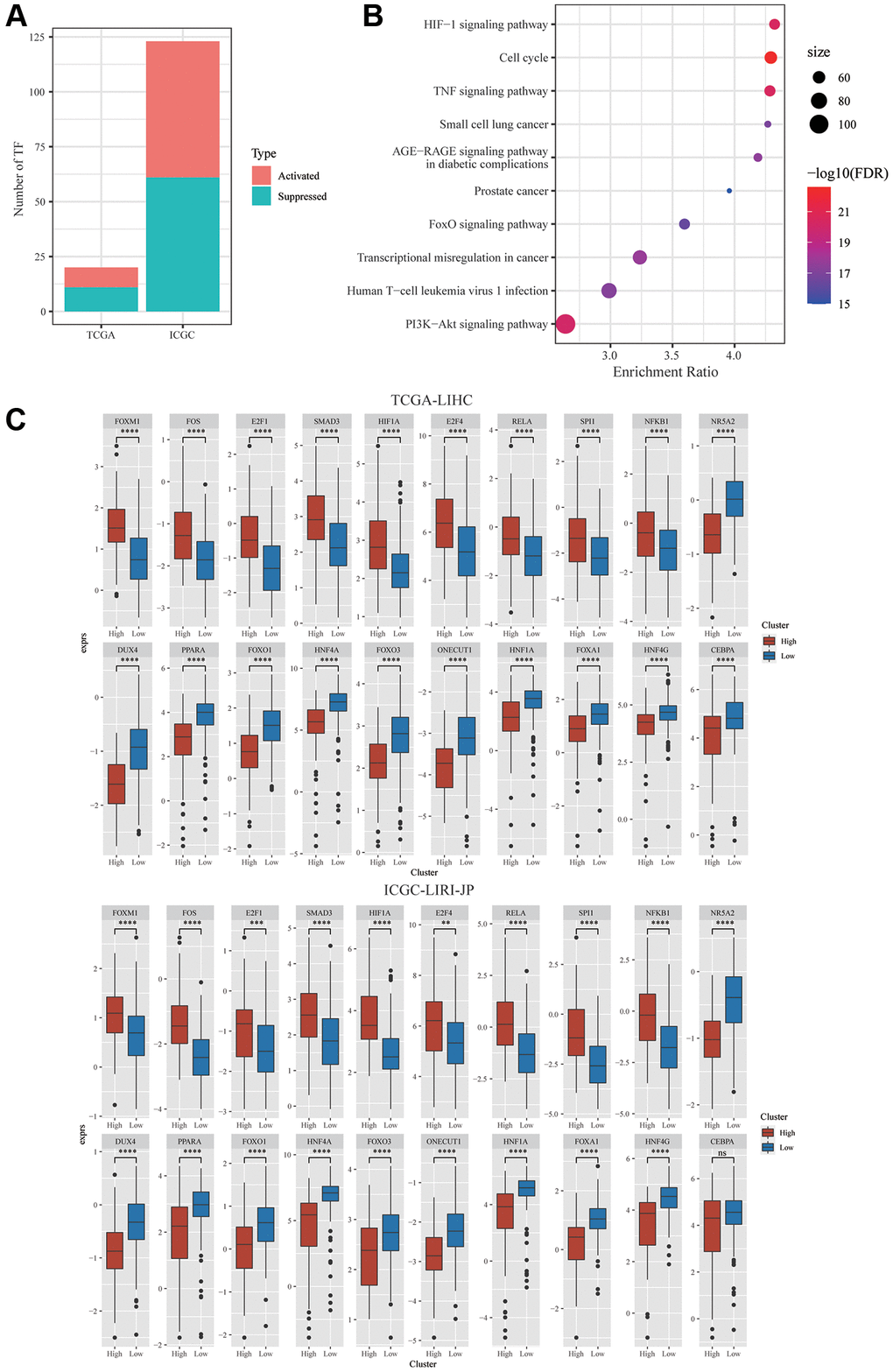 Integrative Analysis of mTORC1-related genes. (A) Distribution of the activated and suppressed TFs in C2 in comparison with C1 in TCGA-LIHC and ICGC-LIRI-JP cohort. (B) The findings of the functional enrichment analysis of TFs upregulated in the C1 subtype in TCGA-LIHC cohort. (C) The dysregulation in TF activity of the upregulated transcription factors in the TCGA-LIHC and ICGC-LIRI-JP cohort.