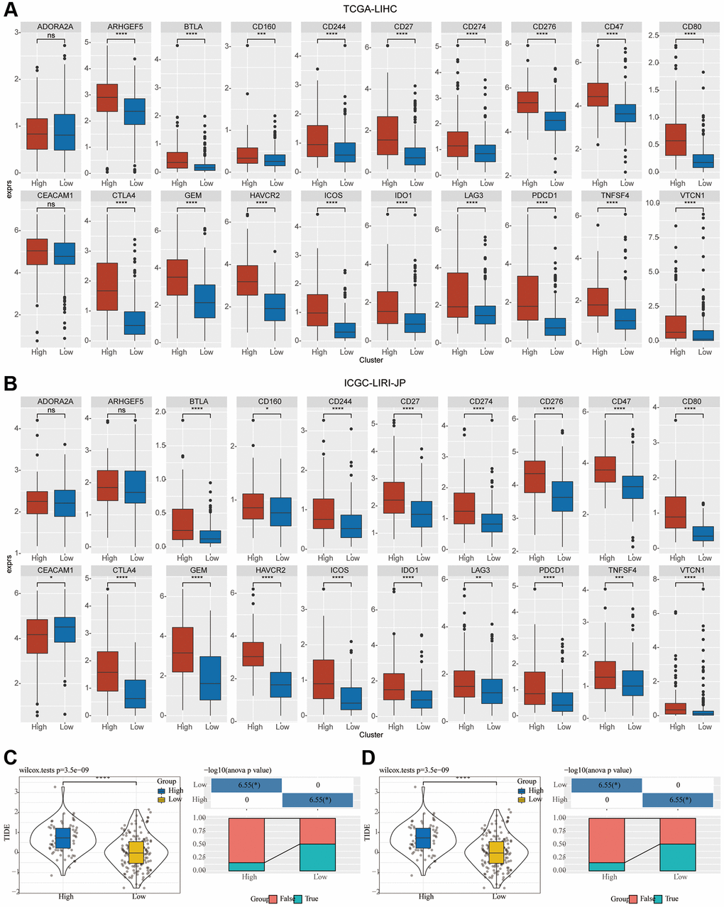 Investigation of the variation in immunotherapy across mTORC1-related subgroups. (A, B) The boxplots illustrate the immune checkpoints that were upregulated in C1 in comparison with C2 in TCGA-LIHC and ICGC-LIRI-JP cohorts. (C) Variations in the TIDE score and immune response status of the diverse molecular subtypes in the TCGA-LIHC cohort. (D) Variations in the TIDE score and immune response status of the diverse molecular subtypes in the ICGC-LIRI-JP cohort.
