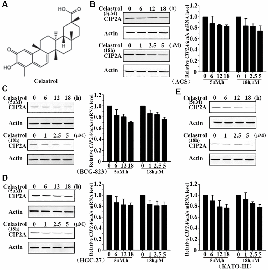 Celastrol induces degradation of CIP2A. (A) Chemical structure of celastrol. (B–E) AGS, BCG-823, HGC-27 and KATO-III cells were treated with celastrol at indicated times and concentrations, the expression of CIP2A was detected by mRNA (right or down) and western blotting (left or up) assays.