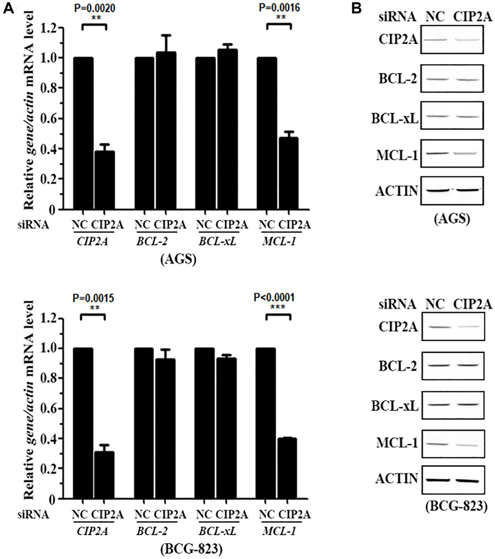 CIP2A mediates cytotoxicity of celastrol by triggering MCL-1 Degradation. (A, B) AGS and BCG-823 cells were transfected with siNC or siCIP2A for 48 h, the expression of CIP2A, BCL-2, BCL-xL and MCL-1 were detected by real-time PCR (A) and western blotting (B) assays.