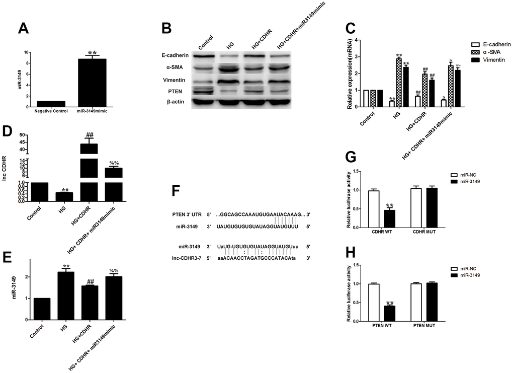 Exosomal lnc-CDHR of hUMSCs competitively bound to miR-3149 and regulated the suppression of target PTEN genes to attenuate EMT in HMrSV5. (A) Transfection efficiency of miR-3149 mimic was detected by PCR. (B–E) A rescue experiment was implemented to figure out the relationship between the upstream and downstream of lnc-CDHR and miR-3149. (F) Bioinformatics analysis result showed that miR-3149 had a binding site with lnc-CDHR and PTEN. (G) Dual-luciferase reporter gene assay was used to analyze the relationship between lnc-CDHR and miR-3149. (H) Dual-luciferase reporter gene assay was used to analyze the relationship between miR-3149 and PTEN. Each value represents the mean ± SEM (n=3) (C–E) **PG) **PH) **P##P%%P%P